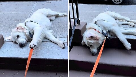 Dog protests when owner won't take him to the park