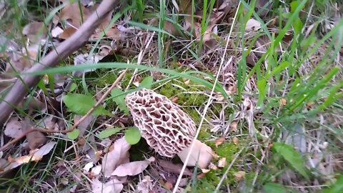 Morel Mushrooms Galore!