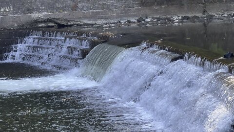 Salmon run Humber River 2022 edition 34