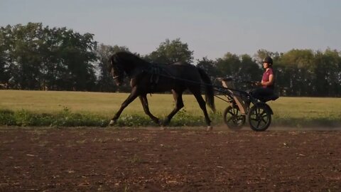 harness racing training, jockey is sitting inside two-wheeled cart sulky