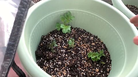 Harvesting The Winter Cabbage