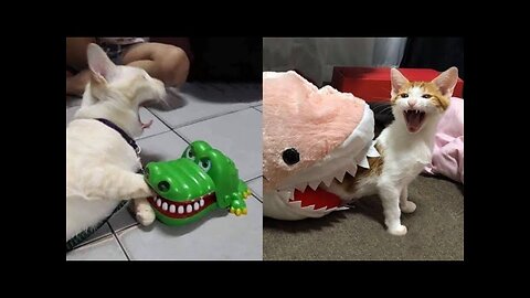 Funniest Animals 2023 😂 Funniest Cats and Dogs 😺🐶 Part 01 - Life Pawty