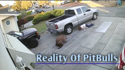 Reality Of PitBulls 😡😱😱