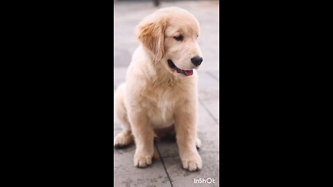 cute dog