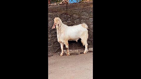 Pakistani goat