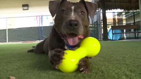 Adoptable dog Athena is a ‘staff favorite’