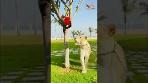 lion trying to catch balloon #Petsandwild #wildlife #lion