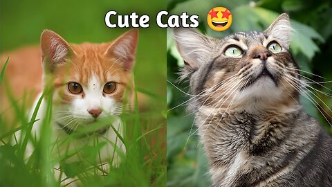 Cute Cats And Kittens Playing Compilation For Laugh 😂 Part 4