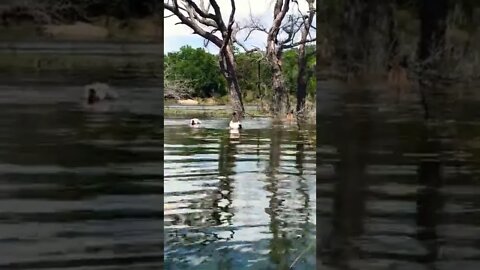 Two Dogo Argentinos and a Belgian Malinois on a Swimming Adventure