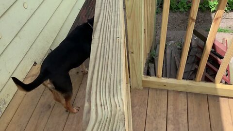 Gate for back porch.