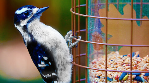 Woodpecker visits for a snack and bath