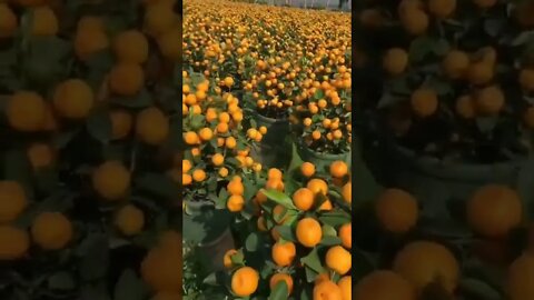 Very Beautiful Orange Garden