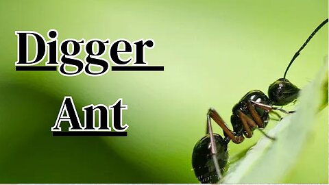 The Secrets of Digger Ant