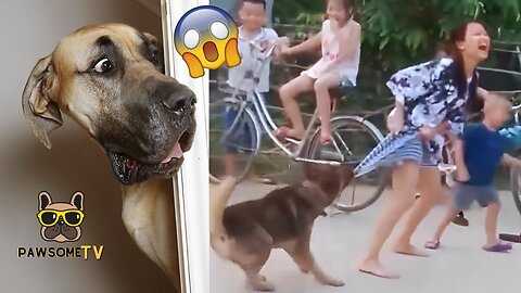 Funniest Animals Videos 2023 Funniest Dogs And Cats #35