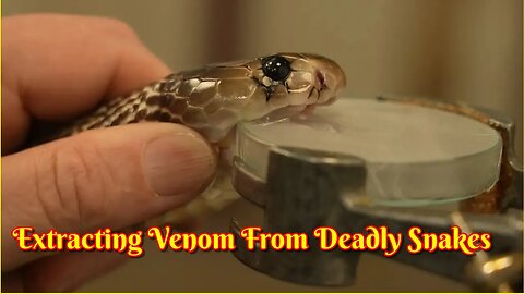 Extracting Venom From Deadly Snakes | 24 Hours With