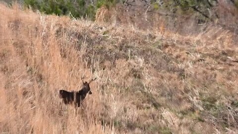 I filmed a MONSTER whitetail...