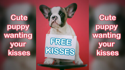 ⭐⭐Cute puppy wanting your kisses⭐⭐