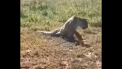 Leopards Spine Broken By Lion