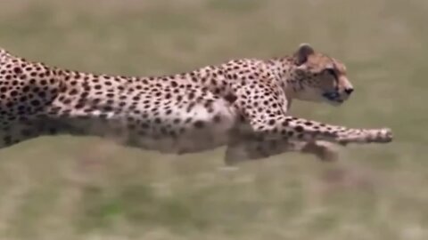 Cheetah- The sprint