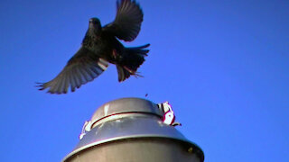 IECV NV #474 - 👀 European Starling On Top Of The Light Pole🐤10-8-2017