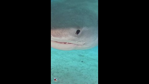 tiger shark is not dangerous