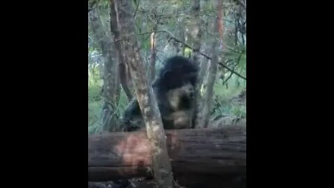 Skunk-Ape or Chimp Photo from Florida