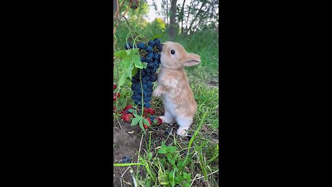 food lover rabbit