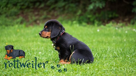 Jerry and Aaru are made for each other | Dog protecting baby | rottweiler | cute animal