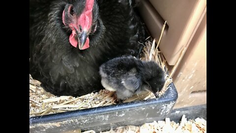 First Hatchling on the Homestead