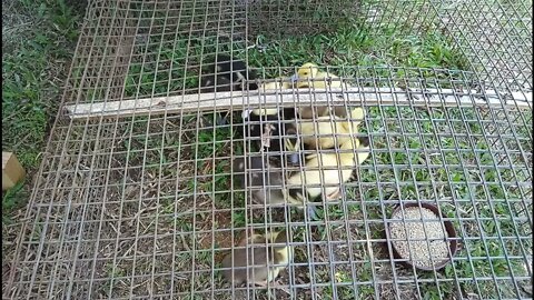 Ducklings first day on grass and the gosling and duck are out on the Grass again