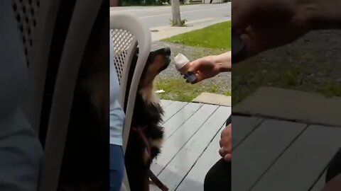 My Daughter's Doggie Loves Soft Vanilla Ice Cream!