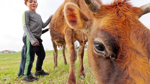 NOW we're a farm. Meet our family milk cow.