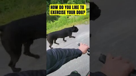 How Do You Like To Exercise Your Dog? #shorts #dog #viral