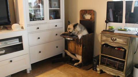 Special needs German Shepard eats in custom chair