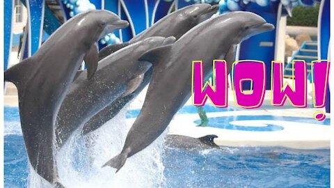 😀AMAZING DOLPHINS😀FUNNY DOLPHINS😀SMART DOLPHINS.