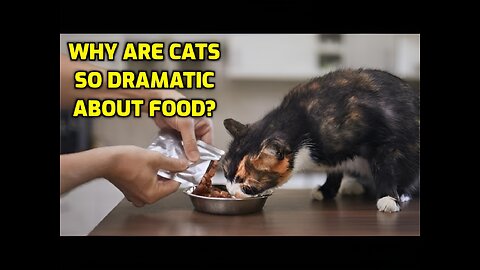 Why Do Cats Always Act Like They Are Starving?