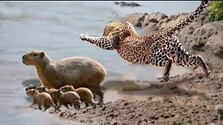 A Lion takes down a Topi on Safari at Masai Mara National Reserve in Kenya #shorts #wildlife