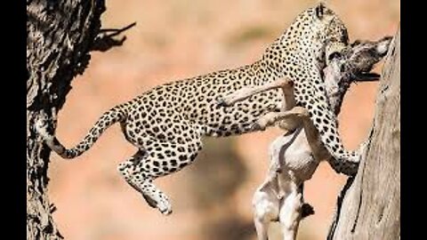 A Lion takes down a Topi on Safari at Masai Mara National Reserve in Kenya #shorts #wildlife