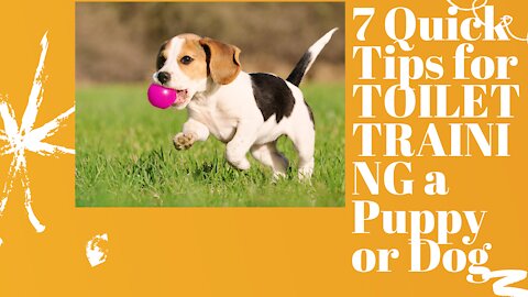 7 Quick Tips for TOILET TRAINING a Puppy or Dog