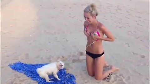 Dog Doing Funny Things - Best of Funny Dogs