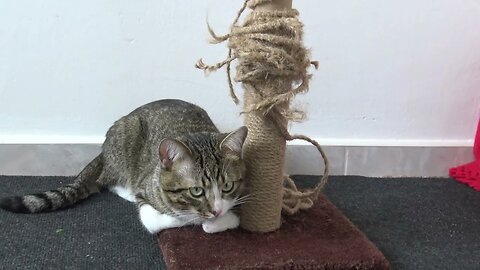 Cat Is so Attached to His Scratching Post