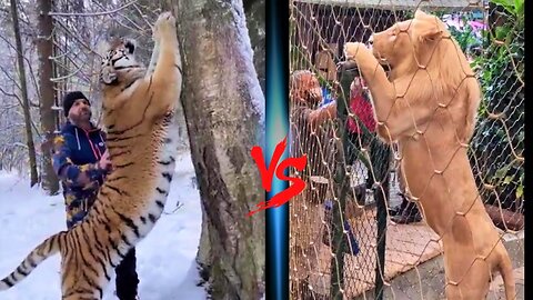 Tiger VS Lion Size Comparison || Lion VS Tiger Who is The Tallest Cat?