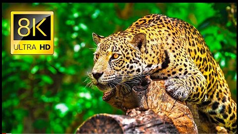 Ultimate Wild Animals Collection In 8K Ultra HD 8K Tv