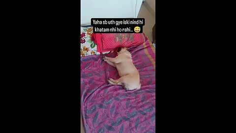 cute pug.. 😍🐶 #rumble #pug #funnyvideo