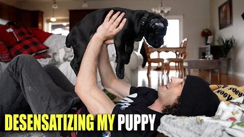 SCARY Sounds For My Puppy Cane Corso! Desensitizing My PUPPY