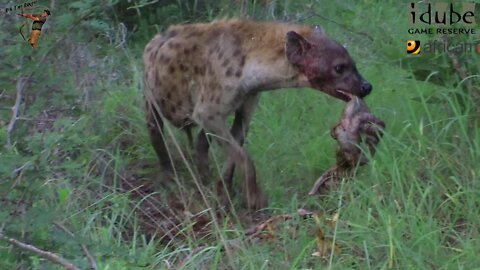 Spotted Hyena With Impalas Insides!!