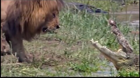 Lionvs crocodile#lions dominates crocodiles