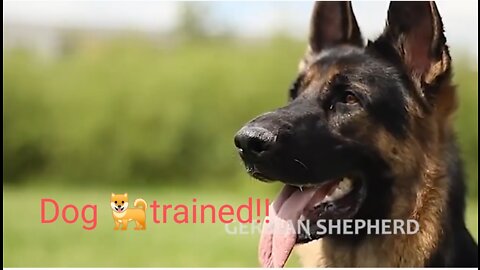 German shepherd dog 🐶 training !!