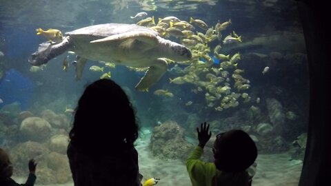 Blasian Babies Family Sea World Re-Opening!