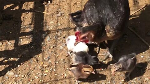 Moved baby pit game bantam chicks and hen outside with rooster